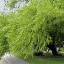 Salix humboldtiana