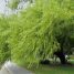 Salix humboldtiana