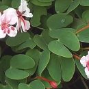 Bauhinia Scandens