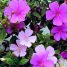 Tibouchina mutabilis