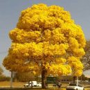 Handroanthus chrysotrichus