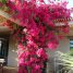 Bougainvillea spectabilis