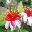 Plantas que aceitam bem a onda de frio no Brasil