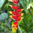 Heliconia rostrata