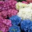 Hydrangea macrophylla