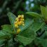 Byrsonima crassifolia