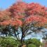 Cassia grandis