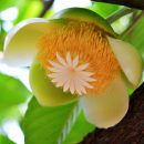 Dillenia indica