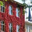 Parthenocissus triscupidata