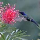 Grevillea banksii