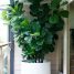 Ficus lyrata