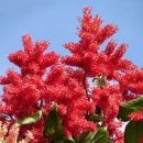 Triplaris brasiliana