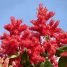 Triplaris brasiliana