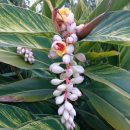 Alpinia zerumbet “variegata”