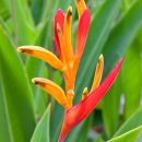 Heliconia psittacorum