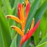 Heliconia psittacorum