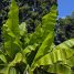 Musa x paradisiaca “nanica”