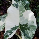 Alocasia macrorrhizos ‘variegata’