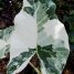 Alocasia macrorrhizos ‘variegata’