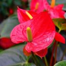 Anthurium andraeanum