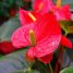 Anthurium andraeanum