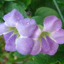 Asystasia gangetica
