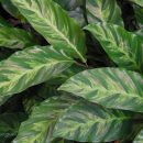 Calathea louisae