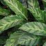 Calathea louisae