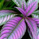 Strobilanthes dyerianus