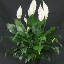Spathiphyllum walisii