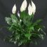 Spathiphyllum walisii