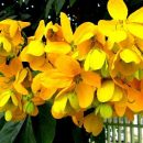 Senna macranthera