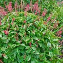 Odontonema strictum