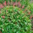 Odontonema strictum