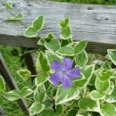 Vinca major “variegata”