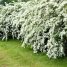 As cercas com plantas