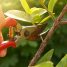 Os erros cometidos na jardinagem e paisagismo