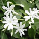 Jasminum azoricum