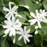 Jasminum azoricum
