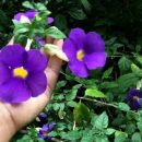 Thunbergia erecta
