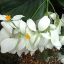 Mussaenda philippica