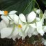 Mussaenda philippica