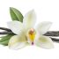 Vanilla planifolia