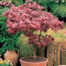 Acer palmatum “atropurpureum”