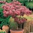 Acer palmatum “atropurpureum”
