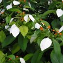 Mussaenda frondosa