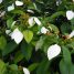 Mussaenda frondosa