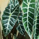 Alocasia amazonica