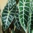Alocasia amazonica