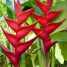Heliconia caribaea